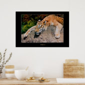 Poster Tigre couchant (Cuisine)
