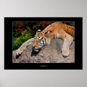 Poster Tigre couchant (Devant)