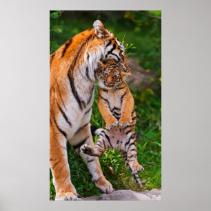 Poster Tigre CUB