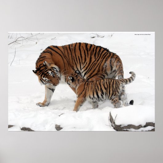 Poster Tigre d'Amur et Cub (Devant)