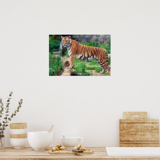 Poster Tigre de Bengala (Cuisine)