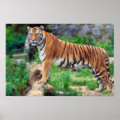 Poster Tigre de Bengala (Devant)