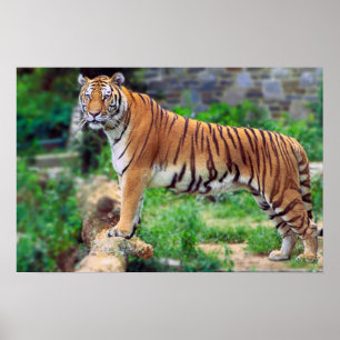 Poster Tigre de Bengale