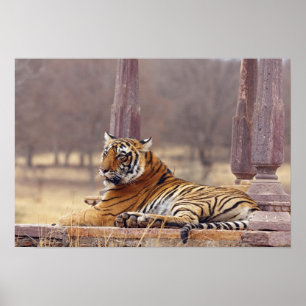 Poster Tigre de Bengale royal au ceaph,