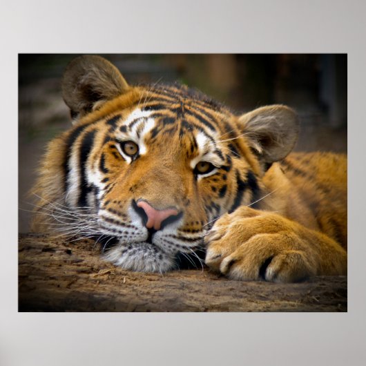 Poster Tigre de contenu (Devant)