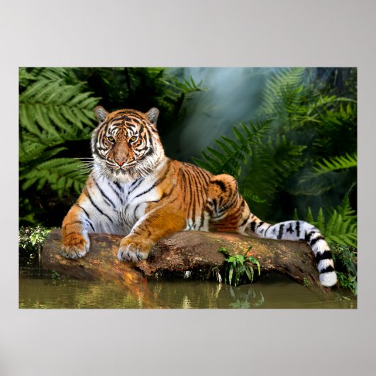 POSTER TIGRE DE LA JUNGLE (Devant)