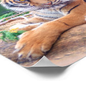Poster Tigre de rappel relaxant (Coin)