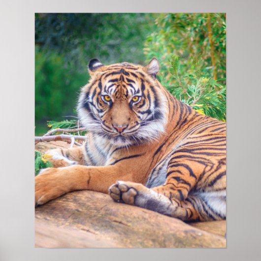 Poster Tigre de rappel relaxant (Devant)