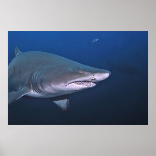Poster Tigre de sable (Devant)
