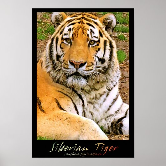 Poster Tigre de Sibérie (Devant)
