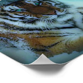 Poster Tigre de Sibérie (Coin)