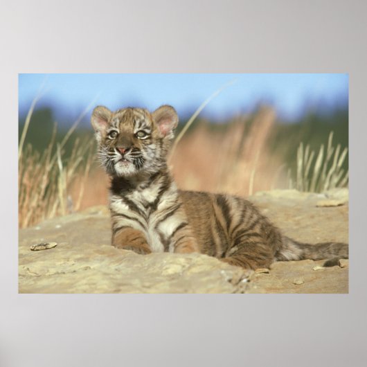Poster Tigre de Sibérie (Devant)