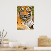 Poster Tigre de Sibérie (Cuisine)