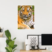 Poster Tigre de Sibérie (Bureau à domicile)
