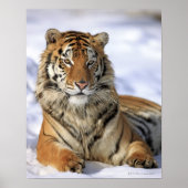 Poster Tigre de Sibérie, Panthera tigris altaica, Asie, (Devant)