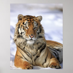 Poster Tigre de Sibérie, Panthera tigris altaica, Asie