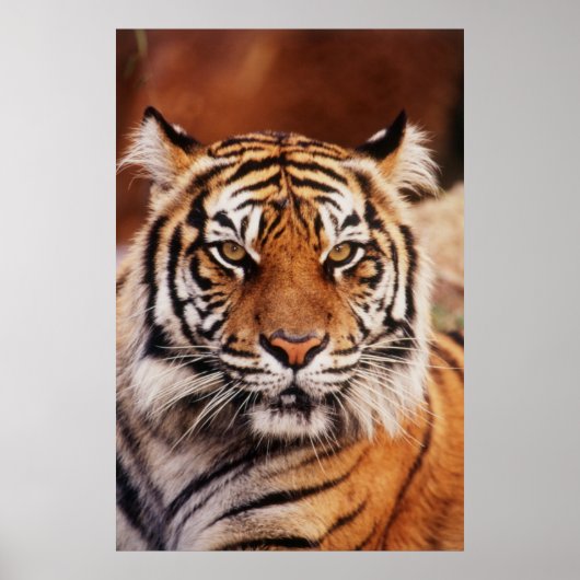 Poster Tigre de Sumatra (Devant)