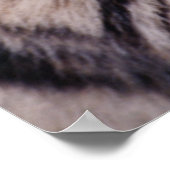 Poster Tigre de Sumatra, Panthera tigris (Coin)