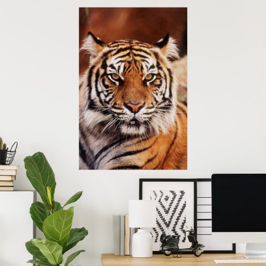 Poster Tigre de Sumatra, Panthera tigris (Bureau à domicile)