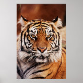 Poster Tigre de Sumatra, Panthera tigris (Devant)