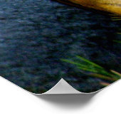 Poster Tigre de Sumatran (Coin)