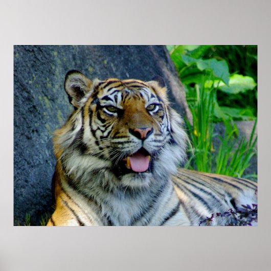Poster Tigre de Sumatran (Devant)