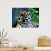 Poster Tigre de Sumatran (Cuisine)