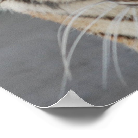 Poster Tigre doux (Coin)