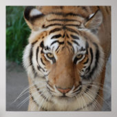 Poster Tigre doux (Devant)