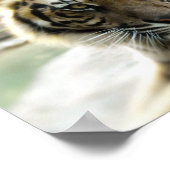 Poster Tigre du Bengale (Coin)
