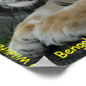 Poster Tigre du Bengale (Coin)