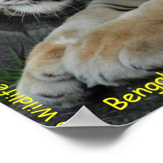 Poster Tigre du Bengale (Coin)