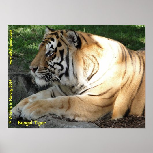 Poster Tigre du Bengale (Devant)