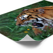 Poster Tigre du Bengale montrant ses crocs (Coin)