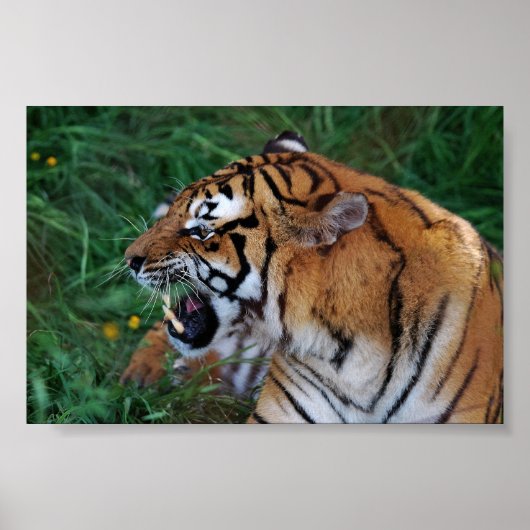 Poster Tigre du Bengale montrant ses crocs (Devant)