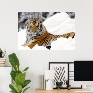 Poster Tigre du Bengale qui vous regarde depuis la neige