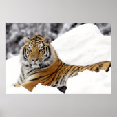 Poster Tigre du Bengale qui vous regarde depuis la neige (Devant)