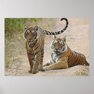 Poster Tigre du Bengale royal et jeune, Ranthambhor