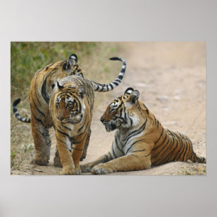 Poster Tigre du Bengale royal et ses jeunes, Ranthambhor