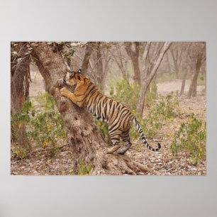 Poster Tigre du Bengale royal grimpant à l'arbre,