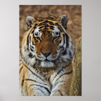 Tigre du Bengale, Tigre de Panthera, Zoo de Louisv