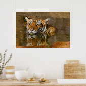 Poster Tigre du Bengale vous regardant depuis l'affiche d (Cuisine)