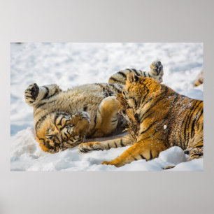 Poster Tigre du nord-est