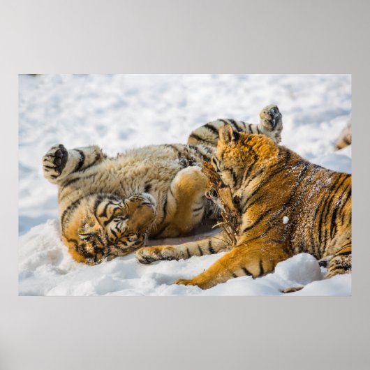 Poster Tigre du nord-est (Devant)