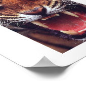 Poster tigre en colère (Coin)