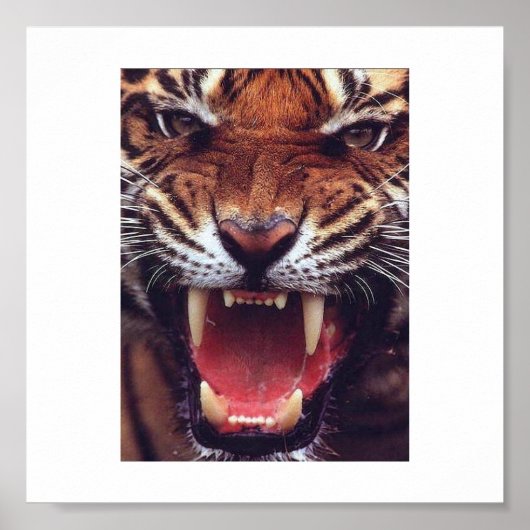 Poster tigre en colère (Devant)