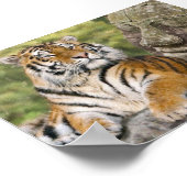 Poster Tigre et temple bouddhiste (Coin)
