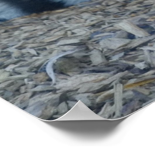 Poster Tigre hypnotique (Coin)