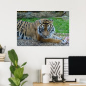 Poster Tigre hypnotique (Bureau à domicile)