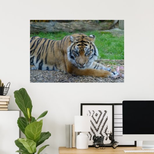 Poster Tigre hypnotique (Bureau à domicile)